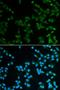 Spindlin 1 antibody, orb178665, Biorbyt, Immunofluorescence image 