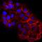 Erbb2 Interacting Protein antibody, AF7866, R&D Systems, Immunocytochemistry image 