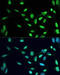 Peroxisome Proliferator Activated Receptor Gamma antibody, 13-118, ProSci, Immunofluorescence image 