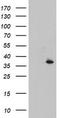 Cytochrome B5 Reductase 1 antibody, LS-C787067, Lifespan Biosciences, Western Blot image 