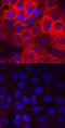 Fibroblast Growth Factor Receptor Substrate 2 antibody, AF5126, R&D Systems, Immunofluorescence image 