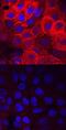 Fibroblast Growth Factor Receptor Substrate 2 antibody, AF5126, R&D Systems, Immunofluorescence image 