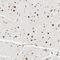 Nuclear Factor I B antibody, NBP1-81000, Novus Biologicals, Immunohistochemistry frozen image 