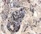Cystatin C antibody, AF1196, R&D Systems, Immunohistochemistry frozen image 