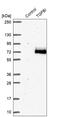Transforming Growth Factor Beta Induced antibody, HPA008612, Atlas Antibodies, Western Blot image 
