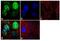 Serine And Arginine Rich Splicing Factor 1 antibody, 32-4600, Invitrogen Antibodies, Immunofluorescence image 