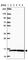 Tax1 Binding Protein 3 antibody, HPA063078, Atlas Antibodies, Western Blot image 