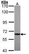FUS RNA Binding Protein antibody, PA5-27531, Invitrogen Antibodies, Western Blot image 