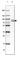 Cortactin antibody, HPA057242, Atlas Antibodies, Western Blot image 