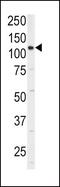 Integrin Subunit Alpha 6 antibody, PA5-12334, Invitrogen Antibodies, Western Blot image 