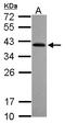 Ret Finger Protein Like 2 antibody, LS-C155668, Lifespan Biosciences, Western Blot image 