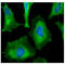 HCLS1 Associated Protein X-1 antibody, GTX57571, GeneTex, Immunofluorescence image 