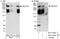 E3 ubiquitin-protein ligase HECTD1 antibody, NBP1-49925, Novus Biologicals, Western Blot image 