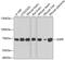 Caveolae Associated Protein 2 antibody, 19-312, ProSci, Western Blot image 