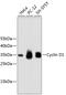 Cyclin D1 antibody, 13-786, ProSci, Western Blot image 