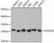 RNA Polymerase II Subunit E antibody, GTX54591, GeneTex, Western Blot image 