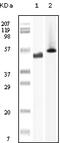 Protein Tyrosine Kinase 6 antibody, 32-207, ProSci, Enzyme Linked Immunosorbent Assay image 
