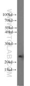 Growth Hormone 2 antibody, 55240-1-AP, Proteintech Group, Western Blot image 