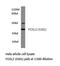 FOS Like 2, AP-1 Transcription Factor Subunit antibody, LS-C176027, Lifespan Biosciences, Western Blot image 