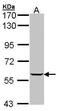 Inosine Monophosphate Dehydrogenase 1 antibody, PA5-27792, Invitrogen Antibodies, Western Blot image 