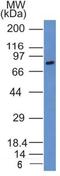 Sodium-dependent phosphate transport protein 2A antibody, NBP2-42216, Novus Biologicals, Western Blot image 