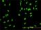 Minichromosome Maintenance Complex Component 2 antibody, H00004171-M01, Novus Biologicals, Immunofluorescence image 