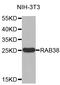 RAB38, Member RAS Oncogene Family antibody, STJ25260, St John