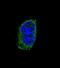 Thyroid Stimulating Hormone Subunit Beta antibody, abx034029, Abbexa, Immunofluorescence image 