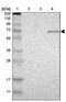 Zinc Finger Protein 37A antibody, PA5-51846, Invitrogen Antibodies, Western Blot image 
