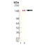 Lymphocyte Activating 3 antibody, ALX-804-805PF-C100, Enzo Life Sciences, Western Blot image 