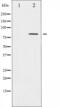 Caldesmon 1 antibody, abx011950, Abbexa, Western Blot image 