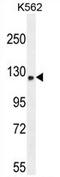 Transport And Golgi Organization 6 Homolog antibody, AP54284PU-N, Origene, Western Blot image 