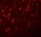 Synaptogyrin 1 antibody, NBP1-77371, Novus Biologicals, Immunofluorescence image 