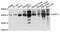 Tax1 Binding Protein 3 antibody, PA5-76596, Invitrogen Antibodies, Western Blot image 