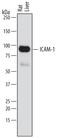 Intercellular Adhesion Molecule 1 antibody, MAB583, R&D Systems, Western Blot image 