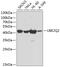 Ubiquitin-conjugating enzyme E2 Q2 antibody, 24-018, ProSci, Western Blot image 