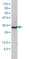 Syntaxin 6 antibody, LS-C133630, Lifespan Biosciences, Western Blot image 