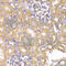 Proline aminopeptidase antibody, A7101, ABclonal Technology, Immunohistochemistry paraffin image 