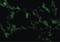 Toll Like Receptor Adaptor Molecule 1 antibody, LS-B1412, Lifespan Biosciences, Immunofluorescence image 