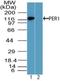 Period Circadian Regulator 1 antibody, NBP2-24589, Novus Biologicals, Western Blot image 