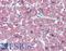 Calsequestrin-2 antibody, LS-B6015, Lifespan Biosciences, Immunohistochemistry paraffin image 