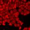 Pleckstrin Homology Like Domain Family A Member 2 antibody, LS-C667877, Lifespan Biosciences, Immunofluorescence image 