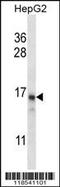 DET1 And DDB1 Associated 1 antibody, MBS9204688, MyBioSource, Western Blot image 