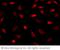 Histone deacetylase 3 antibody, 100804-T02, Sino Biological, Immunohistochemistry frozen image 