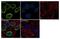 High Mobility Group Nucleosome Binding Domain 1 antibody, 720387, Invitrogen Antibodies, Immunocytochemistry image 