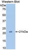 Tumor Necrosis Factor antibody, LS-C299114, Lifespan Biosciences, Western Blot image 