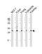 WW Domain Binding Protein 1 antibody, PA5-49531, Invitrogen Antibodies, Western Blot image 