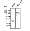 Solute Carrier Family 40 Member 1 antibody, orb6975, Biorbyt, Western Blot image 