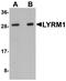 LYR motif-containing protein 1 antibody, A11860, Boster Biological Technology, Western Blot image 