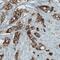 MCL1 Apoptosis Regulator, BCL2 Family Member antibody, NBP2-52968, Novus Biologicals, Immunohistochemistry frozen image 